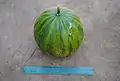Fruto maduro. Foto de F. López Anido.