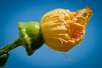 Flor femenina.