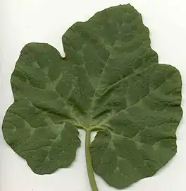 Hoja