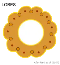 Lóbulos (Lobes o scallops) entre los surcos que coincden con los 10 haces vasculares principales. Según Paris et al. (2007).
