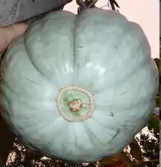 Cucurbita maxima "zapallo plomo" con anillo y una corona pequeña que no protruye.
