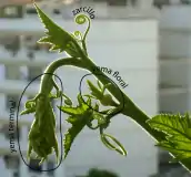 Las yemas desnudas de esta planta anual forman ramas silépticas.