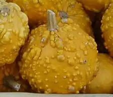 De tipo "Ball" (Bola), "Warty" (con verrugas). Éste es 'Orange Warted' o directamente 'Warty'.