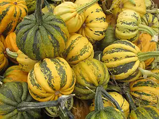 Cucurbita pepo tipo "Pumpkin" acostillados.