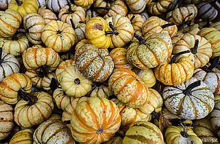 Variedad atigrada: 'Li'l Pump-ke-mon', 'Sweet Lightning', 'Tiger pumpkin'.