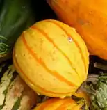 De tipo "Goblin egg" (Huevo de Goblin), forma de huevo, de colores variados variegados o con bandas.