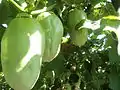 Cultivo de granadilla (Passiflora)
