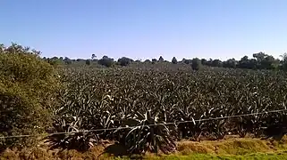 Rancho del RazoNanacamilpa