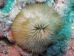C. costulata