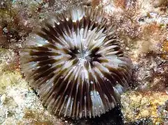 C. tenuis