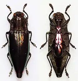 Cyphogastra angulicollis