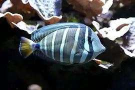 Z. velifer en el Aquazoo de Duseldorf, Alemania