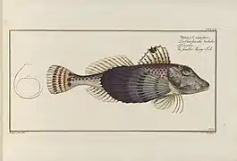 Prionotus carolinus