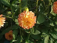 Dahlia 'Key West'.