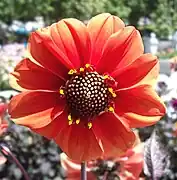 Dahlia 'Bishop of Llandaff'