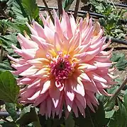 Dahlia 'Camargue'