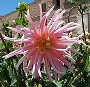 Dahlia 'Jeanne d'Arc'.