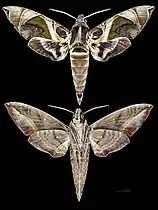 Daphnis moorei