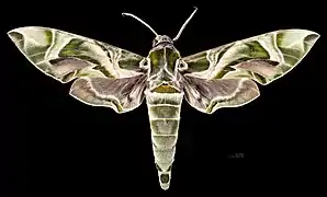 Daphnis nerii ♂