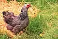 Gallina perdiz plateada ("foncée").