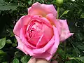 Rosa 'Jubilee Celebration'