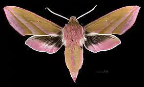 ♂