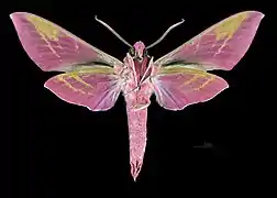 Deilephila elpenor macromera  ♂  △