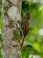 D. f. atrirostris, Pimenteiras d'Oeste, Rondônia, Brasil.