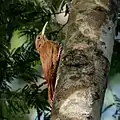 Dendrocolaptes picumnus pallescens, Ladário, Mato Grosso do Sul, Brasil.