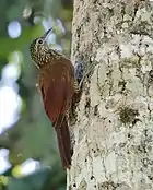 Dendrocolaptes picumnus validus, Río Branco, Acre, Brasil.