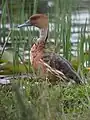 Pato bicolor