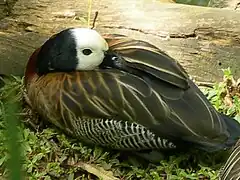 Especie Dendrocygna.