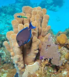 Cirujano azul Acanthurus coeruleus y Thalassoma bifasciatum (encima) junto a colonia de D. cylindrus y Gorgonia ventalina (derecha). San Salvador (Bahamas)