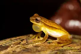 Dendropsophus microcephalus