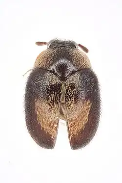 Thaumaglossa ghana