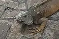 Iguana en el Parque Seminario