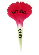 Pétalo de clavel (Dianthus: Caryophyllaceae). Uña blanquecina; limbo coloreado.