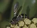 D. trifasciata nassauensis ♀ en the Bahamas.