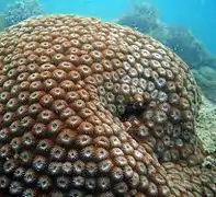 Diploastrea en Koh Phangan, Tailandia.