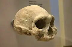 Este Homo tenía una altura considerable, superior a 1,5 m en los machos pero una capacidad craneal de unos 625 cm³.