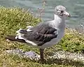 Gaviota austral  (Leucophaeus scoresbii). Espécimen immaduro.