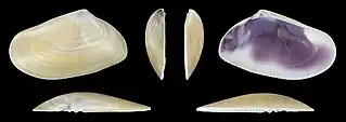 Donax trunculus trunculusvalva izquierda