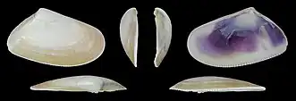 Donax trunculus trunculusvalva derecha
