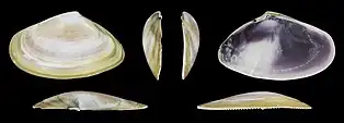 Donax trunculus adriaticusvalva izquierda
