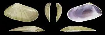 Donax trunculus anatinusvalva derecha