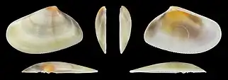 Donax trunculus trunculus var. flaveolusvalva izquierda
