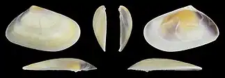 Donax trunculus trunculus var. flaveolusvalva derecha