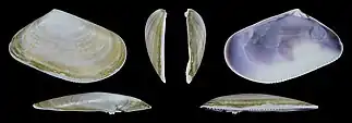 Donax trunculus trunculus var. subplanusvalva derecha