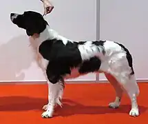 Perdiguero de Drente