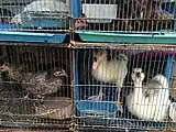 Patos en Jatinegara